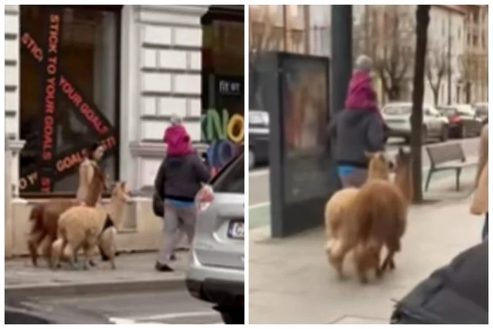 Alpaca pe străzile din Cluj / FOTO: Colaj captură video