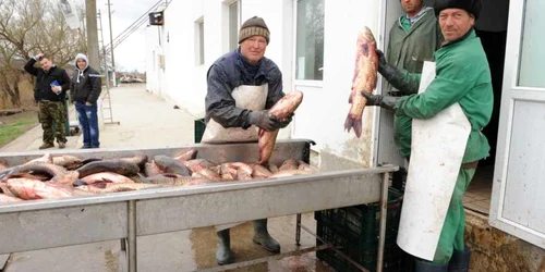 Controale la cherhanale