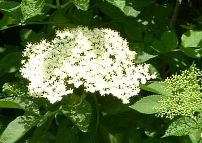 Preparatele din soc sunt remedii excelente pentru răceli şi laringite