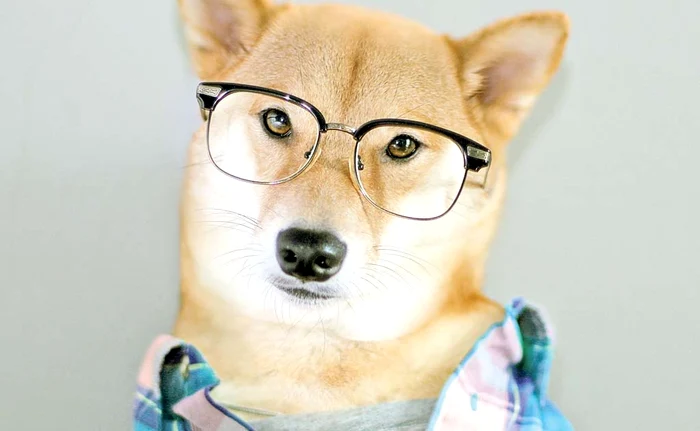 
    Fotomodel. Bodhi face bani frumoşi prezentând diferite colecţii de haineFoto: profimedia  