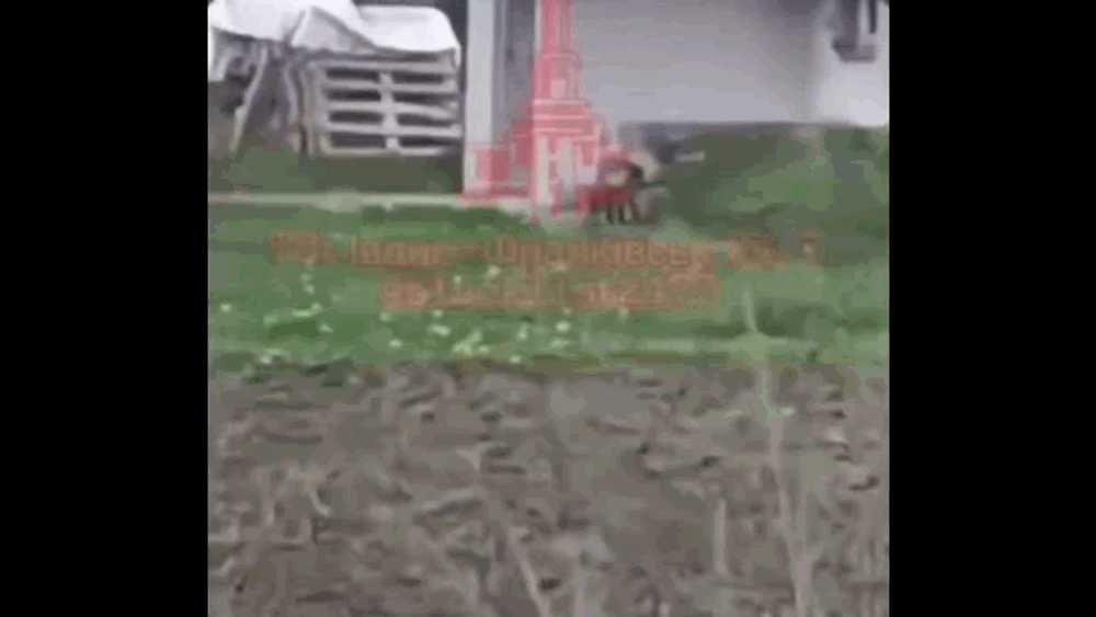 Un animal ciudat a ieșit dintr-o pădure din vestul Ucrainei, aproape de granița cu România. Reacțiile apărute pe internet