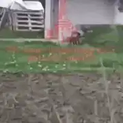 animal ciudat ukr gif gif