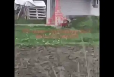 animal ciudat ukr gif gif