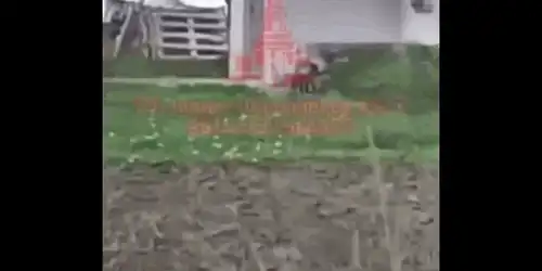 animal ciudat ukr gif gif