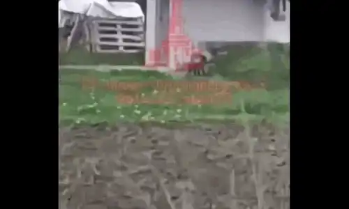 animal ciudat ukr gif gif