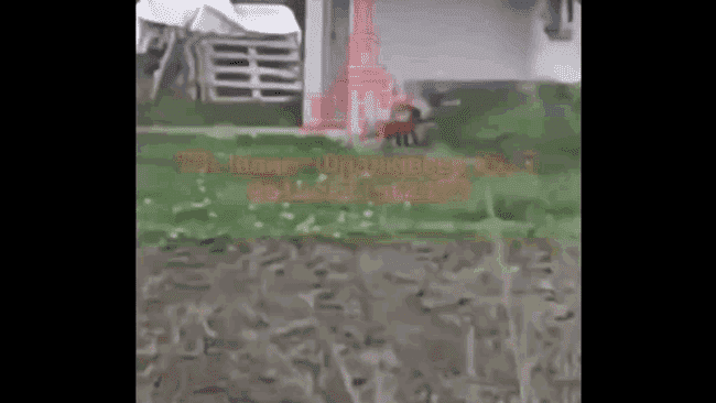 Un animal ciudat a ieșit dintr-o pădure din vestul Ucrainei, aproape de granița cu România. Reacțiile apărute pe internet