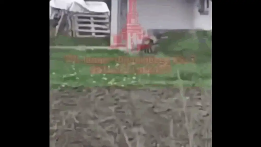 Un animal ciudat a ieșit dintr-o pădure din vestul Ucrainei, aproape de granița cu România. Reacțiile apărute pe internet