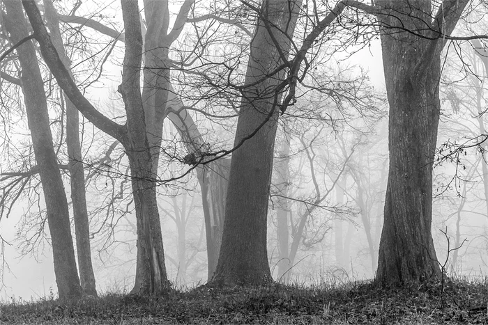 Savarsin Trist, colectia de fotografii a Principesei Sofia (10) jpeg
