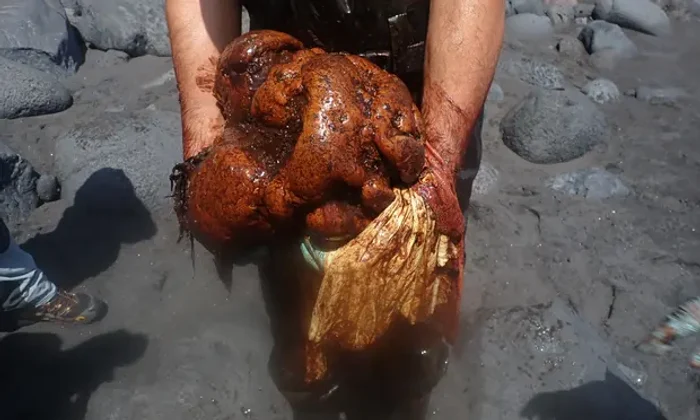 Ambergris extras din intestinul unui cașalot mort pe insula La Palma. Foto:Universidad de Las Palmas