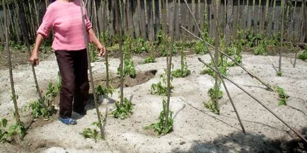 Grindina a distrus culturile agricole