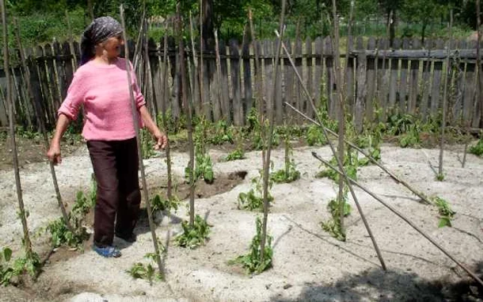 Grindina a distrus culturile agricole