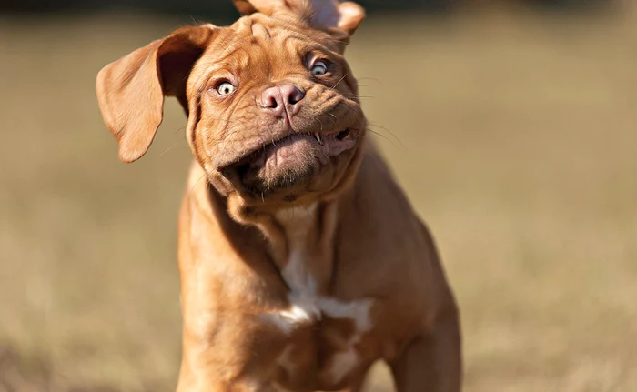 
    Câinii sunt printre  cele mai expresive  animale  