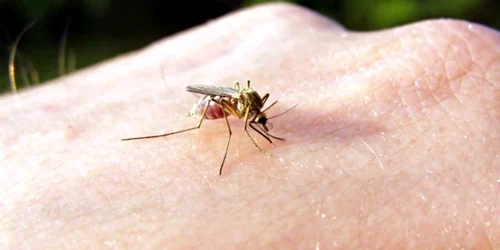 Malaria se transmite prin înţepătura de ţânţar