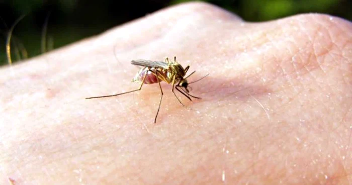 Malaria se transmite prin înţepătura de ţânţar