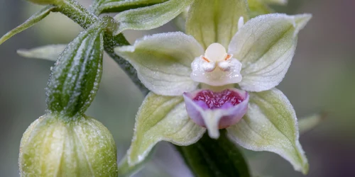 Specie nouă de orhidee în Bucegi - Epipactis bucegensis. FOTO sor.ro