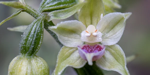 Specie nouă de orhidee în Bucegi - Epipactis bucegensis. FOTO sor.ro