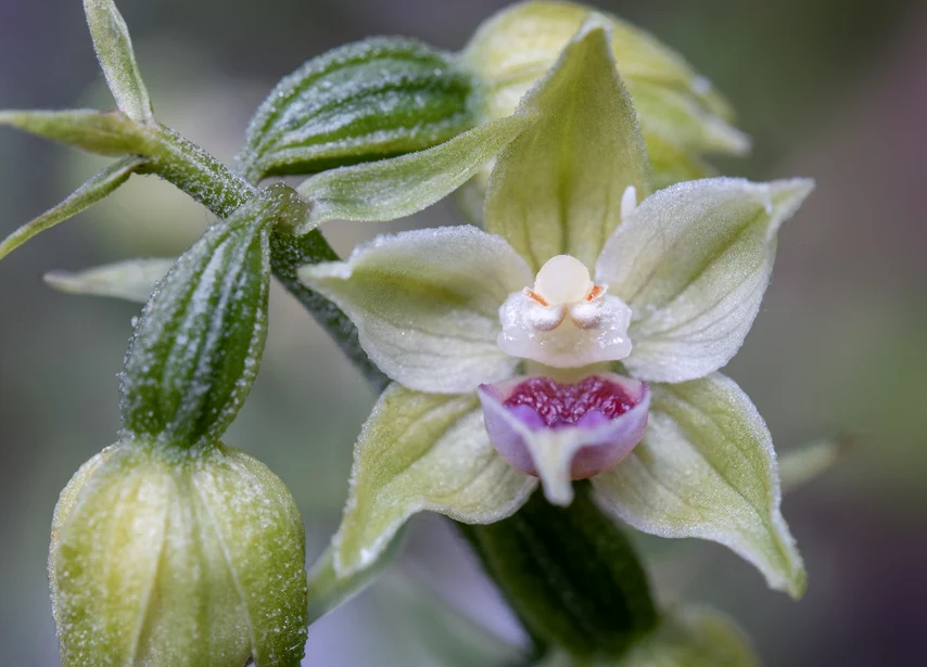 Specie nouă de orhidee în Bucegi - Epipactis bucegensis. FOTO sor.ro
