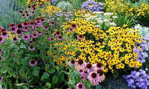 plante perene istock jpg