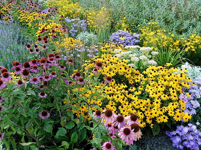 Plantele perene sunt perfecte pentru grădină / foto: IStock