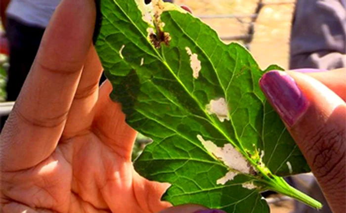 Flururele distruge frunza