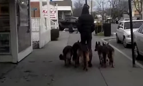 ciobanesti germani jpeg