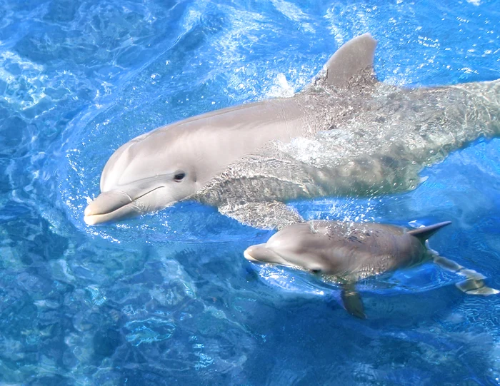 Niciunul dintre delfini nu va mai purta numele Mark, cel al vedetei Delfinariului din Constanţa.