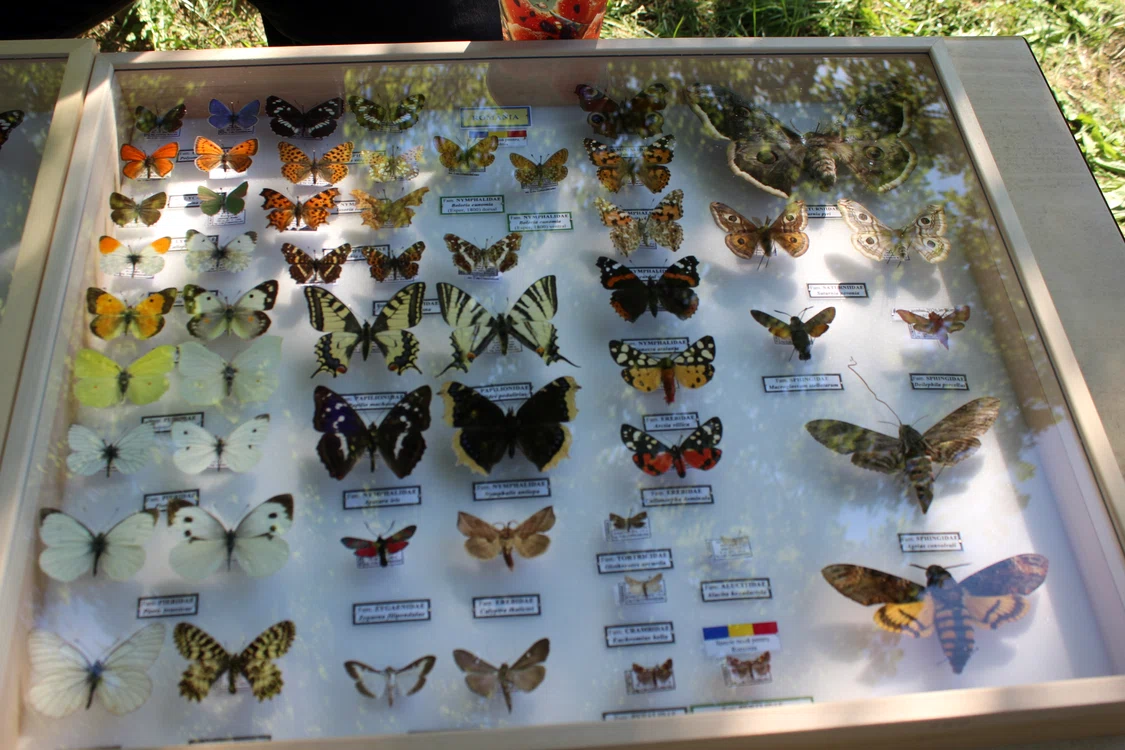 Mai multe specii de fluturi ca într-un insectar