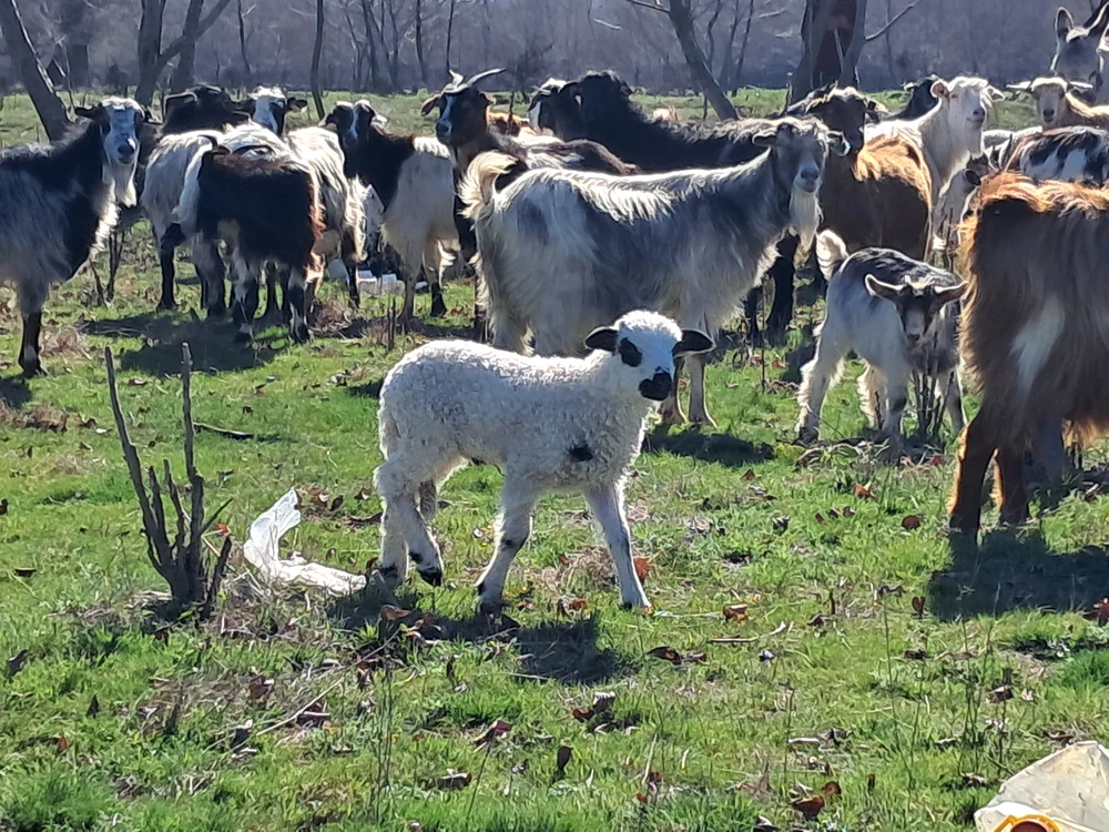 Miei se pot cumpăra întregi, vii. FOTO: Ionelia Nucă