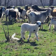 oi si miei judetul olt, bobicesti   foto ionelia nuca (14) jpeg