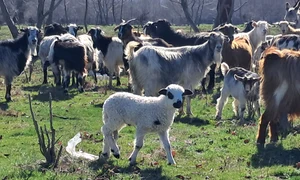 oi si miei judetul olt, bobicesti   foto ionelia nuca (14) jpeg