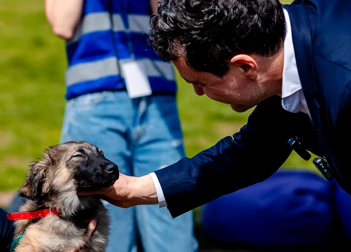Nicușor Dan, la târgul de adopții pentru câini la Foto: Facebook