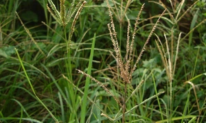 Eleusine indica jpg