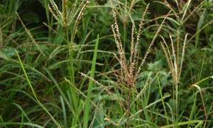 Eleusine indica jpg