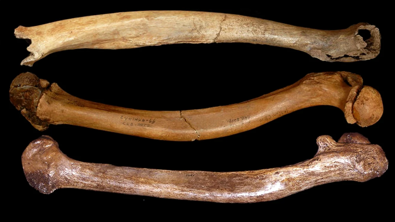 Defectele primilor oameni s-ar datora împerecherilor frecvente în grupuri restrânse FOTO: ScienceMag.org