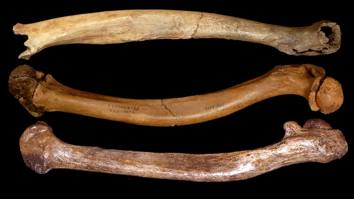 Defectele primilor oameni s-ar datora împerecherilor frecvente în grupuri restrânse FOTO: ScienceMag.org