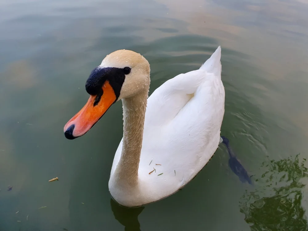 Samsung Galaxy S10e  lebada FOTO Adrian Pogîngeanu