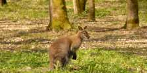 Cangur pitic. Foto carpatzoo.ro