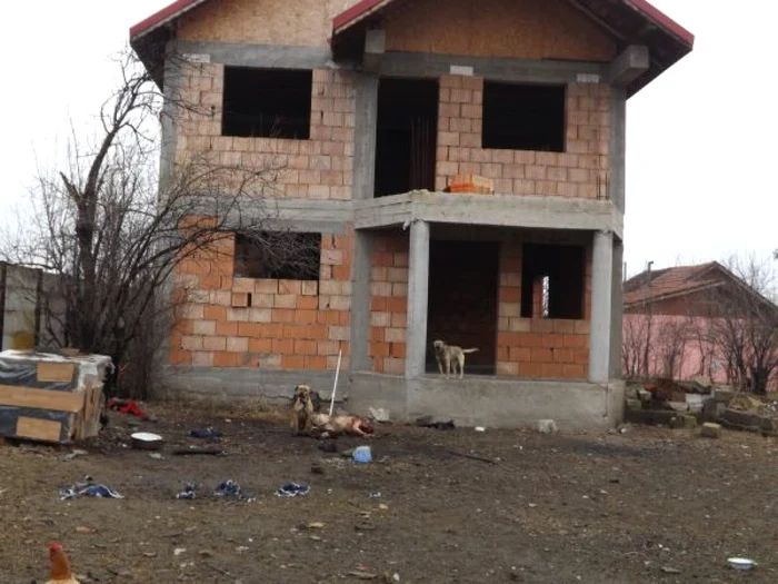 Câinele a fost dus la adăpostul de câini comunitari FOTO Corina Macavei