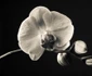 Orchid jpeg