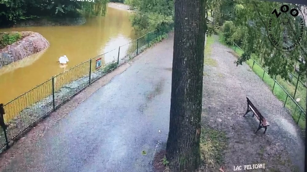 Un urs a pătruns într-un parc ZOO din Târgu Mureș și a ucis o căprioară. Animalul, filmat cum se plimbă în timpul nopții VIDEO