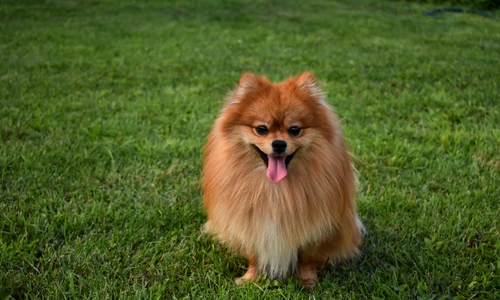 8 caini de buzunar 2 jpg jpeg