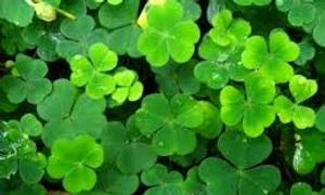 trifoiul cu patru foi jpg jpeg