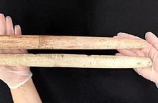 Harpoane din oase de balenă vechi de 5.000 de ani (© Museu Arqueologico de Sambaquis de Joinville)