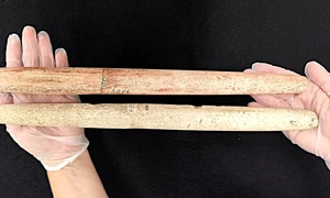 Harpoane din oase de balenă vechi de 5.000 de ani (© Museu Arqueologico de Sambaquis de Joinville)