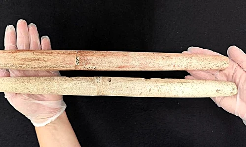 Harpoane din oase de balenă vechi de 5.000 de ani (© Museu Arqueologico de Sambaquis de Joinville)