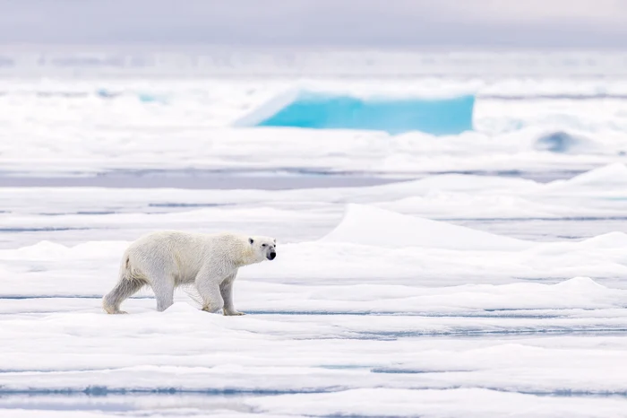 Ursul polar, văzut de Rareș Beșliu