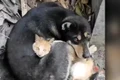 catel si pisica jpg