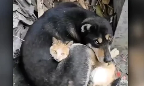 catel si pisica jpg