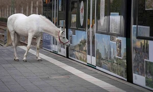 De 14 ani, acest cal se plimbă singur pe străzile oraşului  Face asta în fiecare zi jpeg