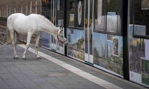De 14 ani, acest cal se plimbă singur pe străzile oraşului  Face asta în fiecare zi jpeg